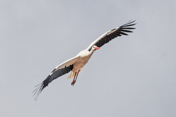 Fliegender Storch