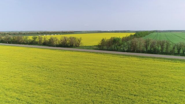 Fly through a rapeseed field to the road on a sunny day