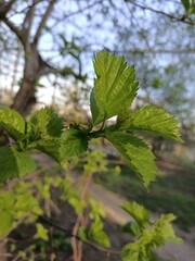 Young green leaves of trees in spring.