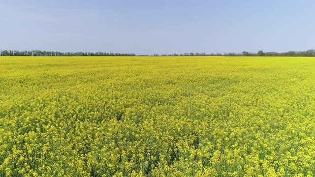 Fly over a rapeseed field