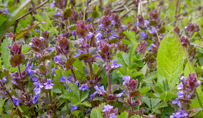 Close up of the blue wildflowers of  small Bugloss (Anchusa arvensis), growing naturally. A member of the borage family, it provides useful Springtime for for pollinators. England. - 431383940