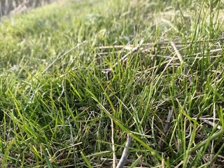 Green grass at the edge of the forest.