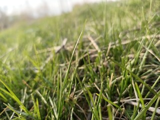 Green succulent grass at the edge of the forest.