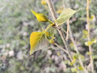 Young leaves of a tree in the forest.