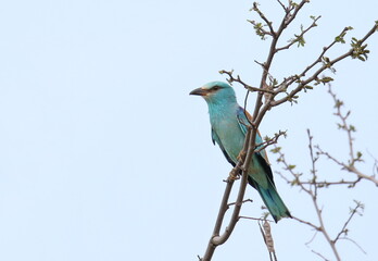 European Roller on branch, Coracias garrulus