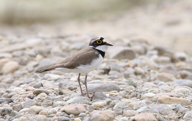 Little Ringed Plover on river, Charadrius dubius