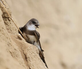 Swallow Sand Martin background, riparia riparia