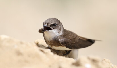 Swallow Sand Martin background, riparia riparia