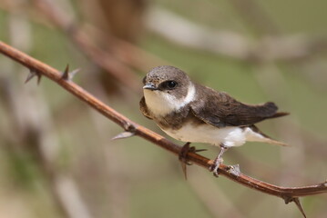 Swallow Sand Martin background, riparia riparia