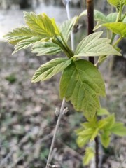 Close-up of young leaves in spring.