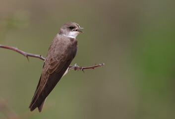 Swallow Sand Martin background, riparia riparia