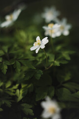 Frühlingsblume, Buschwindröschen