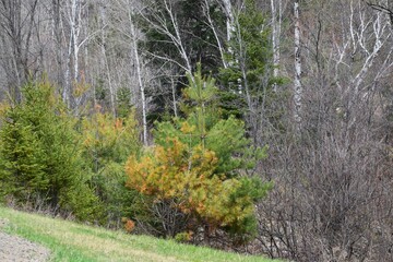 St-Maurice river in southern Quebec 