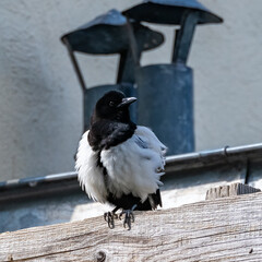     An eurasian magpie