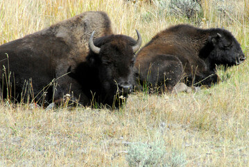 Wyoming- Yellowstone National Park- Close Up of Two Wild Buffaloes