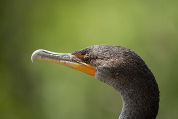 Double Crested Cormorant