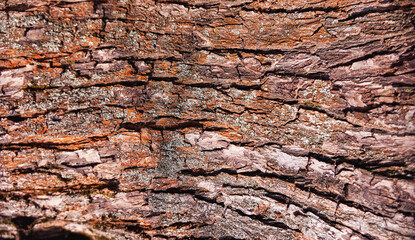 Wooden trunk background