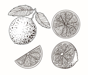 Doodle citrus drawing. Drawing of limes, oranges, lemons in black and white colors. Set. Drawing isolated on a white background. Stock vector illustration.