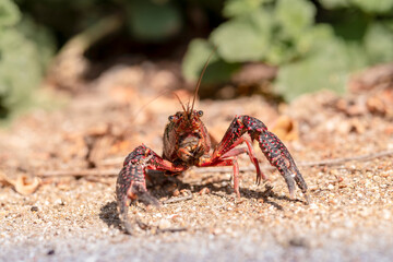 Crayfish on alert 
