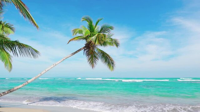 A palm tree with long green leaves sagged over the blue waters of the Caribbean Sea. Beach and sea 4k background, stock video footage.