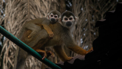 jungle in Perú and Colombia 
