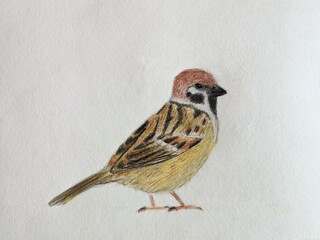 Sparrow - colored pencils illustration