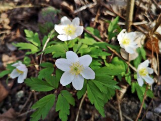 Flowers in the forest - Snowdrop anemone - Anemonoides sylvestris, known as snowdrop anemone or snowdrop windflower, is a perennial plant flowering in spring
