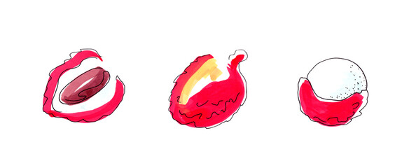 Illustration by markers. Tropical fruits. Lychee.