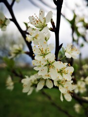 Blossom trees - flower details - white blossom in the trees
