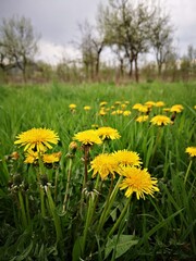 Yellow dandelions in green grass