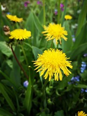 Yellow dandelions in green grass