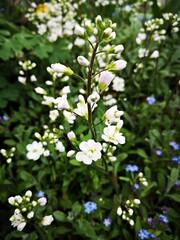 Obraz na płótnie Canvas White flowers in the garden - springtime. Gardening during springtime