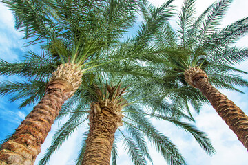Palm leaves against the sky. Selective focus.