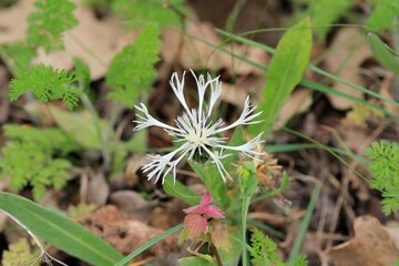 White Centaurea napulifera flower in a meadow in spring