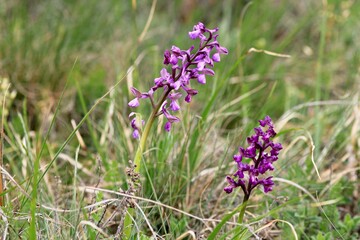 Purple Anacamptis morio flowers in a clearing in spring