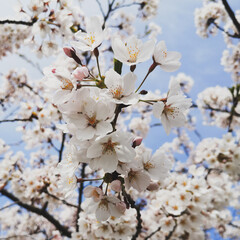 Cherry tree blossom. Sakura blossom, Vilnius