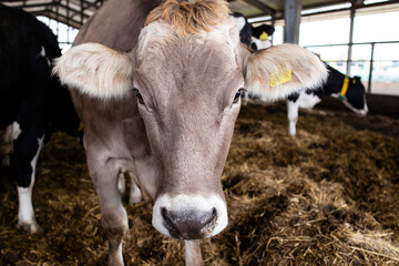 Cow at domestic animal farm for meat or milk production and husbandry.