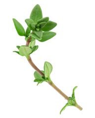 Fototapeta premium Thyme isolated on white background, full depth of field, clipping path