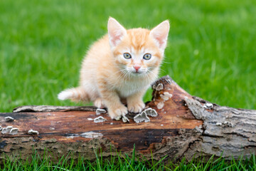cute funny ginger cat kitten on a background of green grass in the spring in the afternoon looks at the camera face close-up. High quality photo © Наталия Бражник