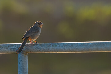 A Small Bird on a Railing at Torrey Pines State Natural Reserve in La Jolla, California, Located in San Diego County.	