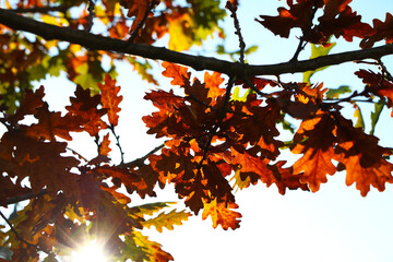 Autumn oak tree branches being backlit by the sun