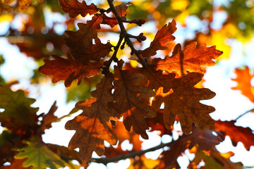 Fototapeta na wymiar Oak leaves transforming during autumn