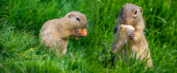 ground squirrel Spermophilus citellus on a meadow © Vera Kuttelvaserova