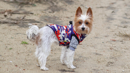 Pies, yorkshire terrier biewer w kolorowym ubranku, kurteczce  © PIOTR D