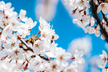 bee sits on the sakura blossom in the spring and blue sky in background