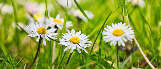 Gänseblümchen auf der Wiese - Schöne Blumen sind ein toller Anblick © festfotodesign