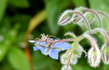 Spider on Flower