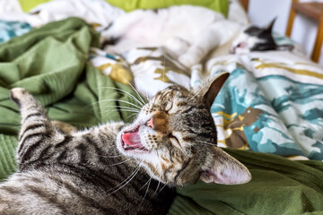 Two funny impudent cheeky lazy cats sleep on the bed with ruffled sheets. One cat yawns. Domestic...