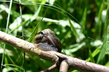 Snale on branch