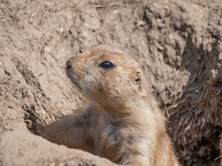 black-tailed prairie dog - Cynomys ludovicianus